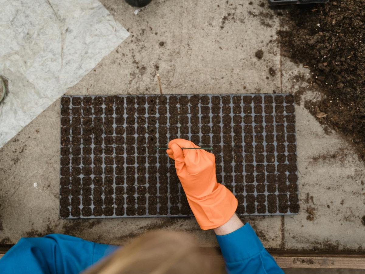 What to Plant and When: A Simple Seasonal Guide for Home&nbsp;Gardeners